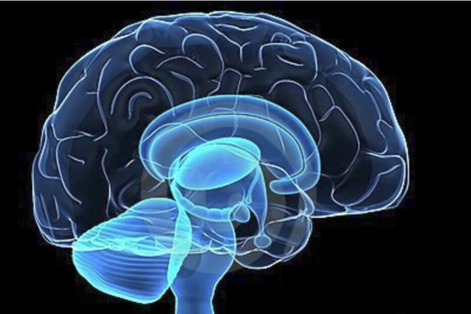 Cérebro