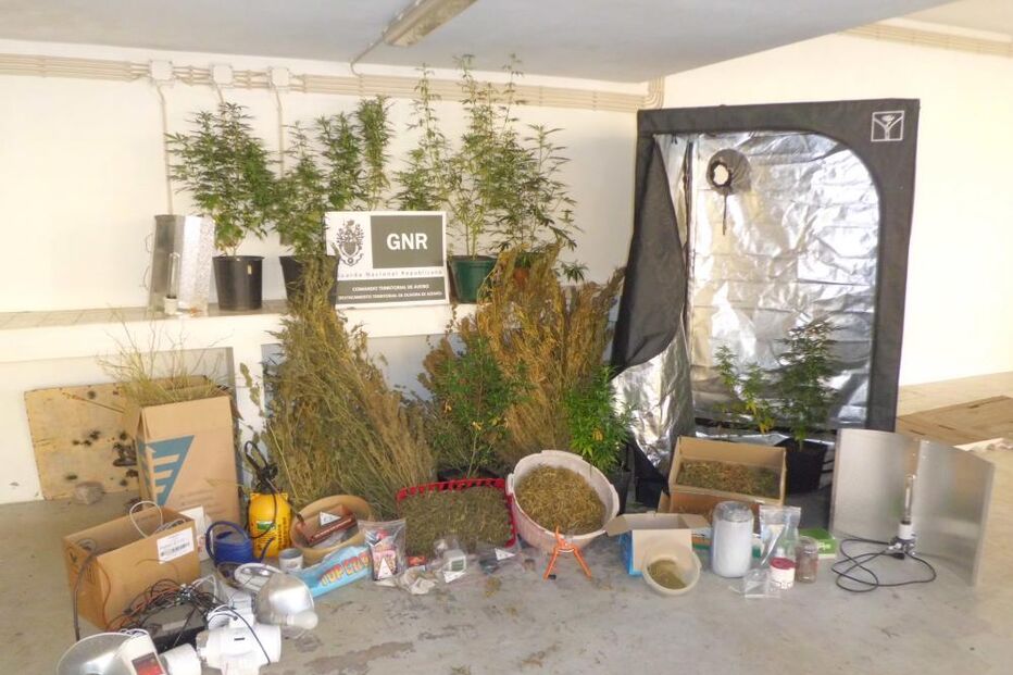 GNR, tráfico de droga, estupefacientes, apreensão