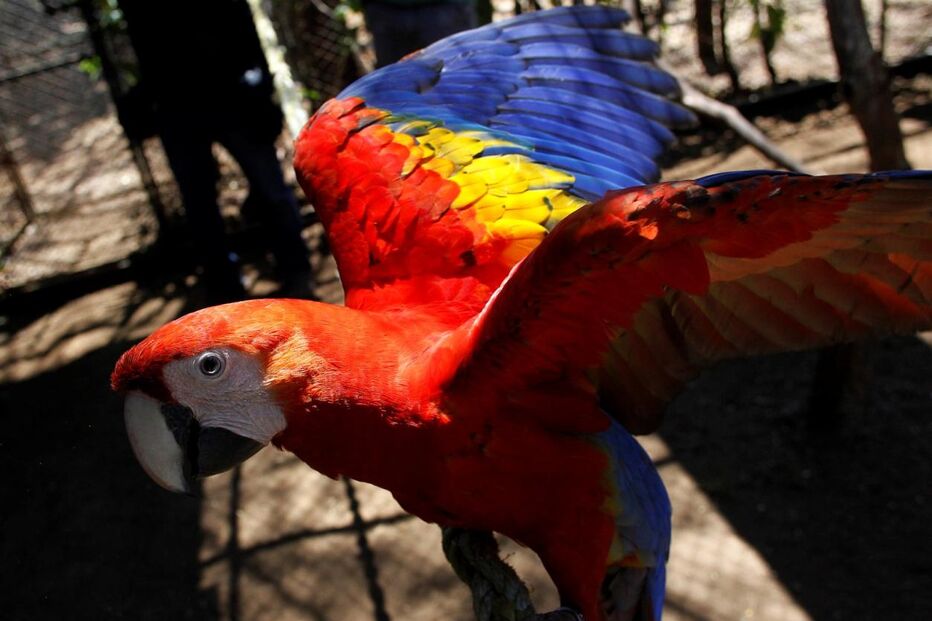 24-09-2014_01_05_03 12 PJ aves raras.jpg