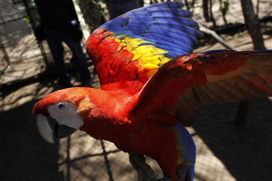 Arara Macau, Ara Macao