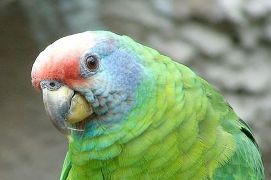 Papagaio-de-cara-roxa, Amazona brasiliensis.