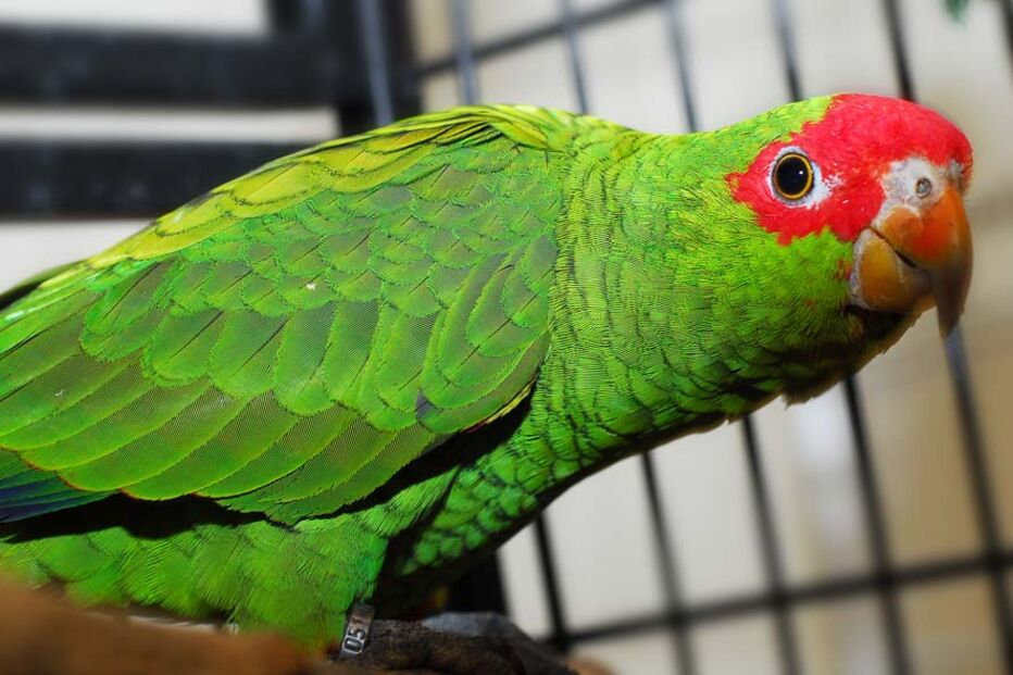 Papagaio-da-serra, Amazona pretrei