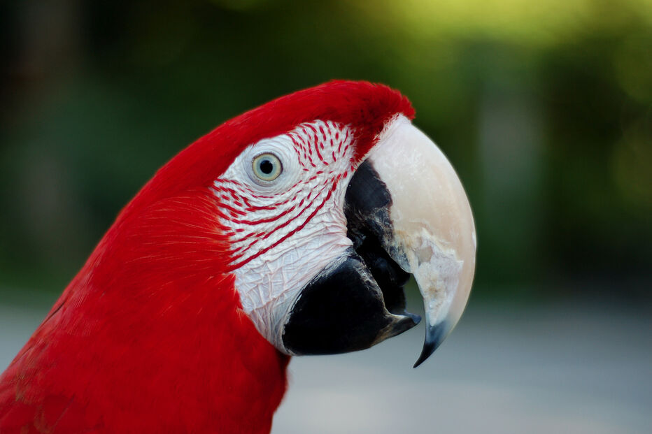 Arara-vermelha, Ara chloropterus