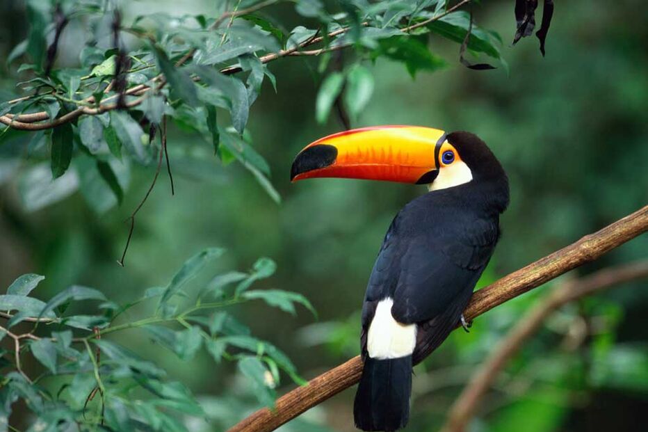 Tucano, Ramphastos toco Mül