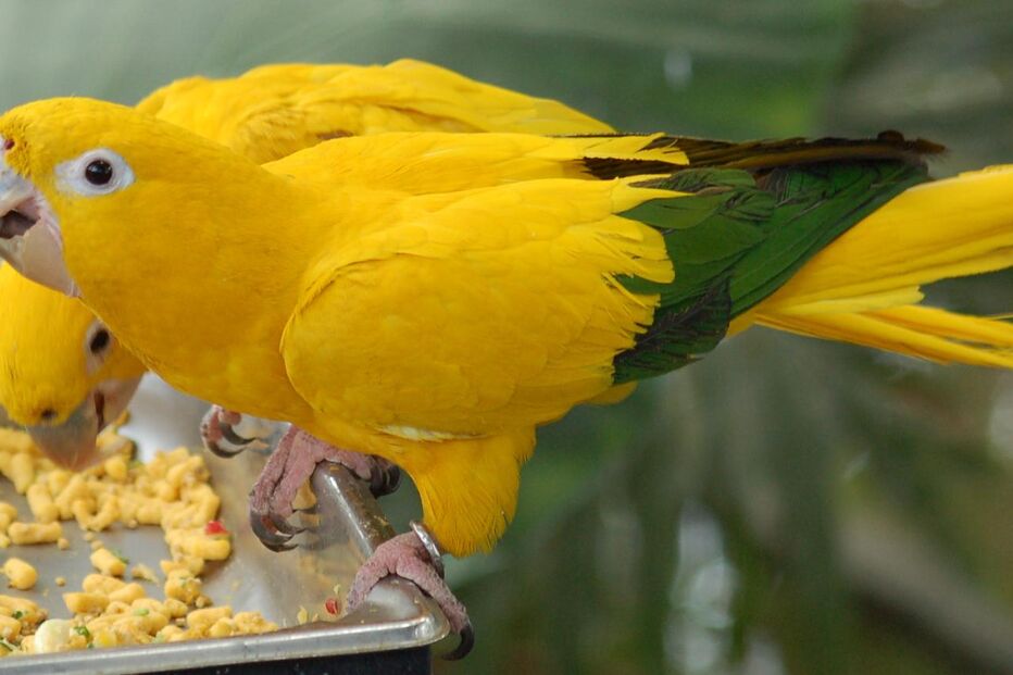 Guaruba, Aratinga guarouba