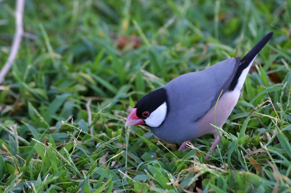 Calafate, Padda oryzivora