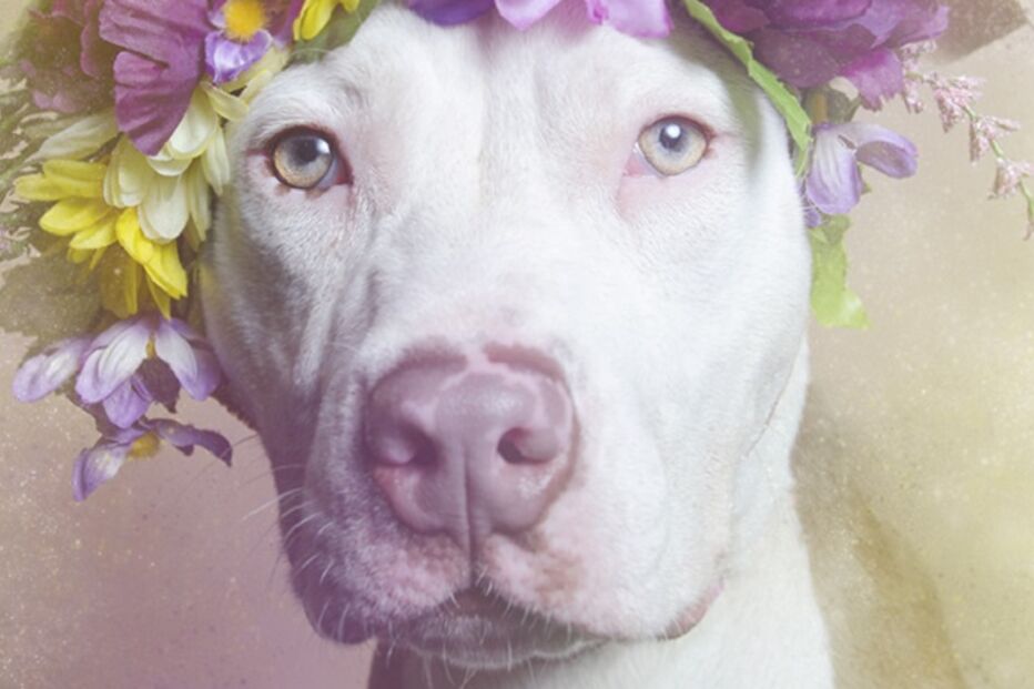 cães, pitbulls, sophie gamand