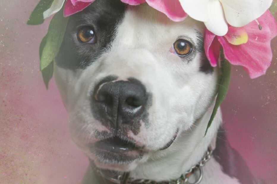 cães, pitbulls, sophie gamand