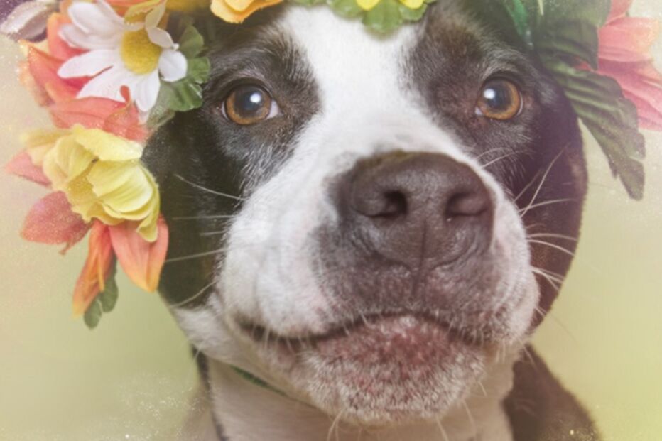 cães, pitbulls, sophie gamand