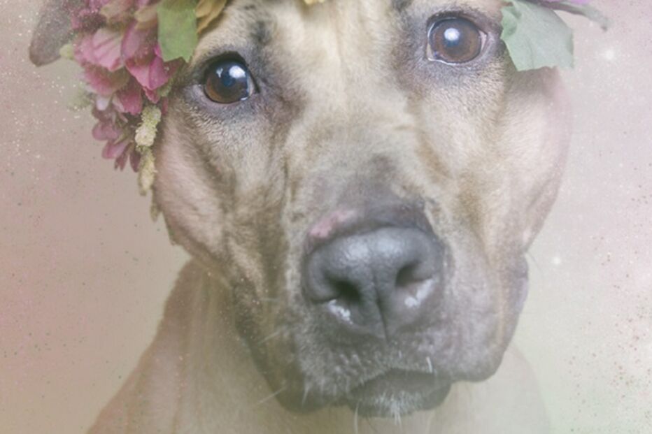 cães, pitbulls, sophie gamand