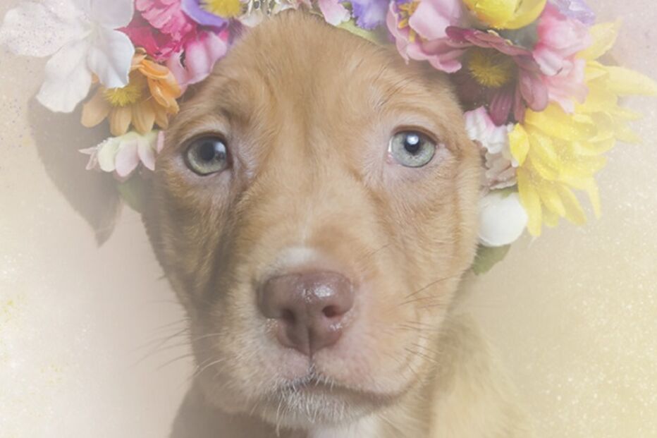 cães, pitbulls, sophie gamand