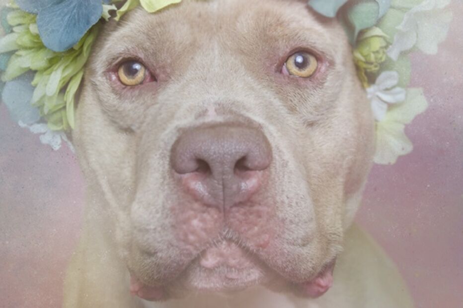 cães, pitbulls, sophie gamand