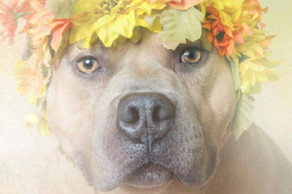 cães, pitbulls, sophie gamand