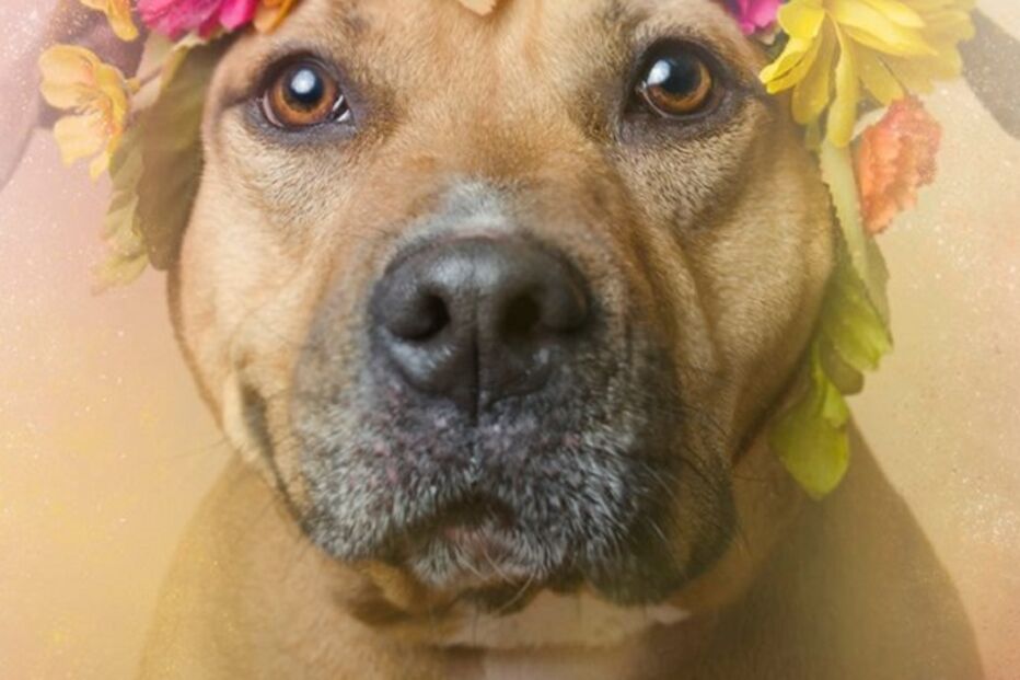 cães, pitbulls, sophie gamand