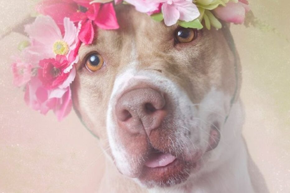 cães, pitbulls, sophie gamand