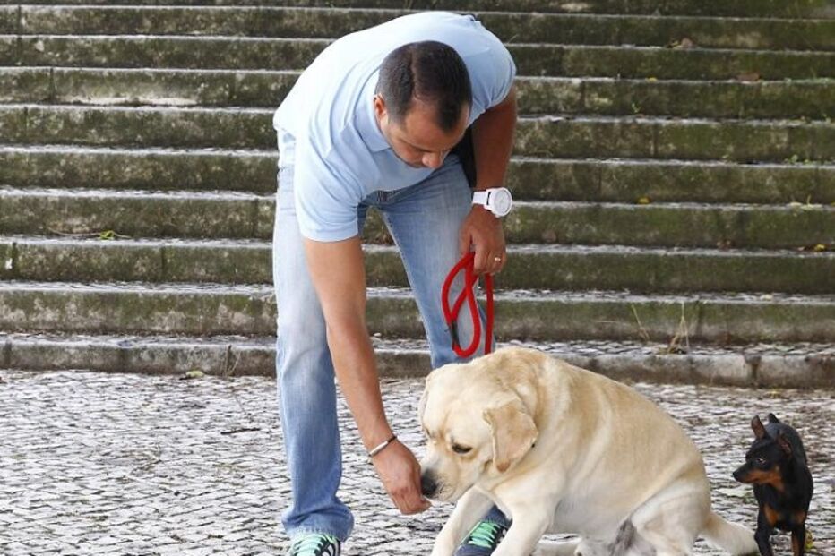 cães, roger abrantes, pedro paiva, pet b havior, instituto de etologia de cambridge