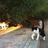 <![CDATA[ Cuidadores de gatos de rua tem níveis moderados de fadiga por compaixão ]]>