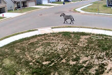 mick schumacher, karts, kart