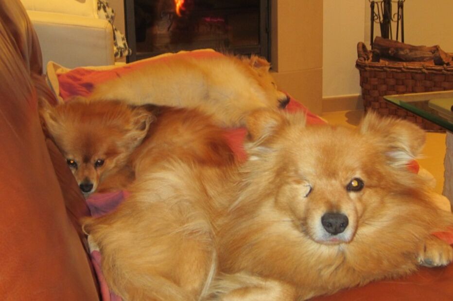 Pipocas, Mafra, amigos, cães