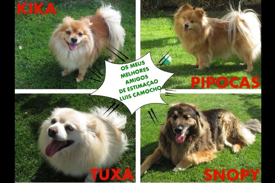 02-10-2014_19_55_00 AMIGOS DE ESTIMAÇAO.jpg