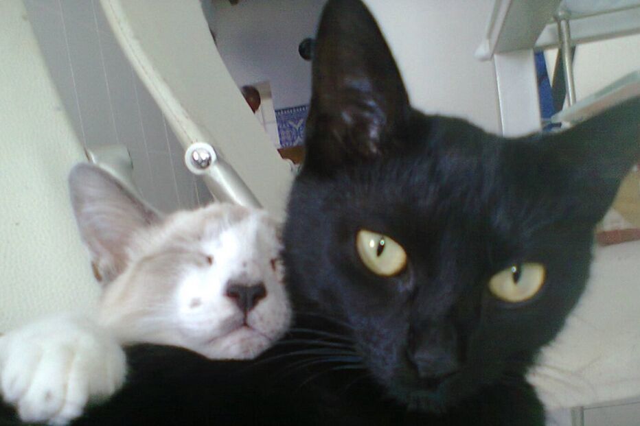 Gucci, Prada, gatos, flores