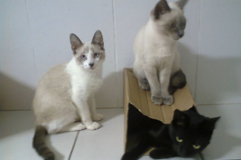 Gucci, Prada, gatos, flores, Chanel