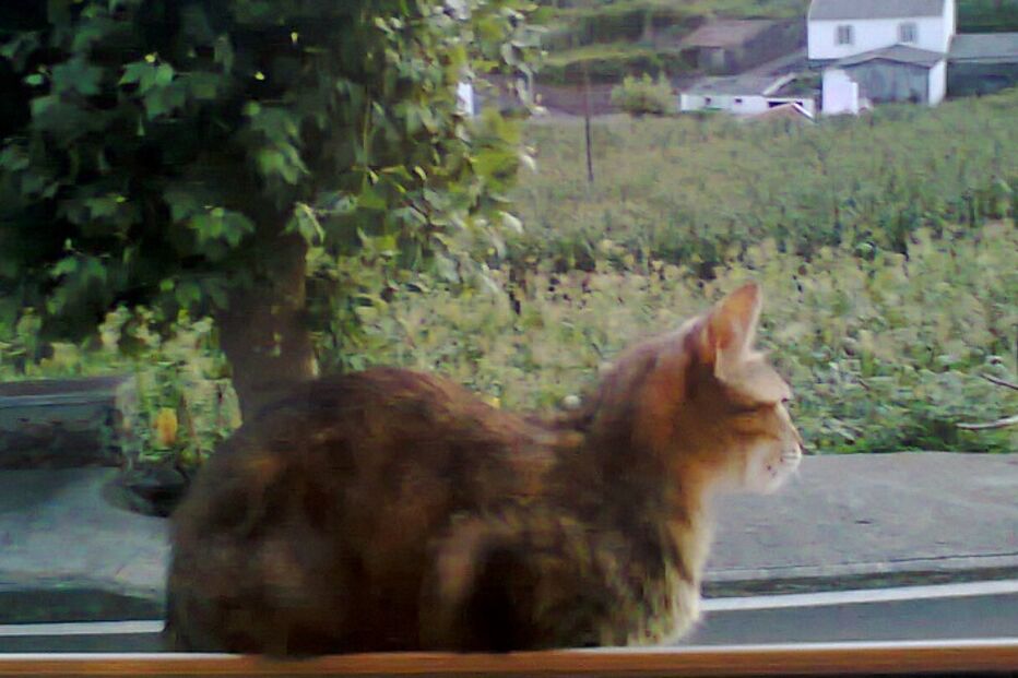 Patusca, Flores, Açores, Peixoto