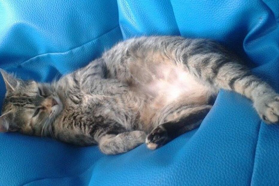 Bento, Flores, Peixoto, gato