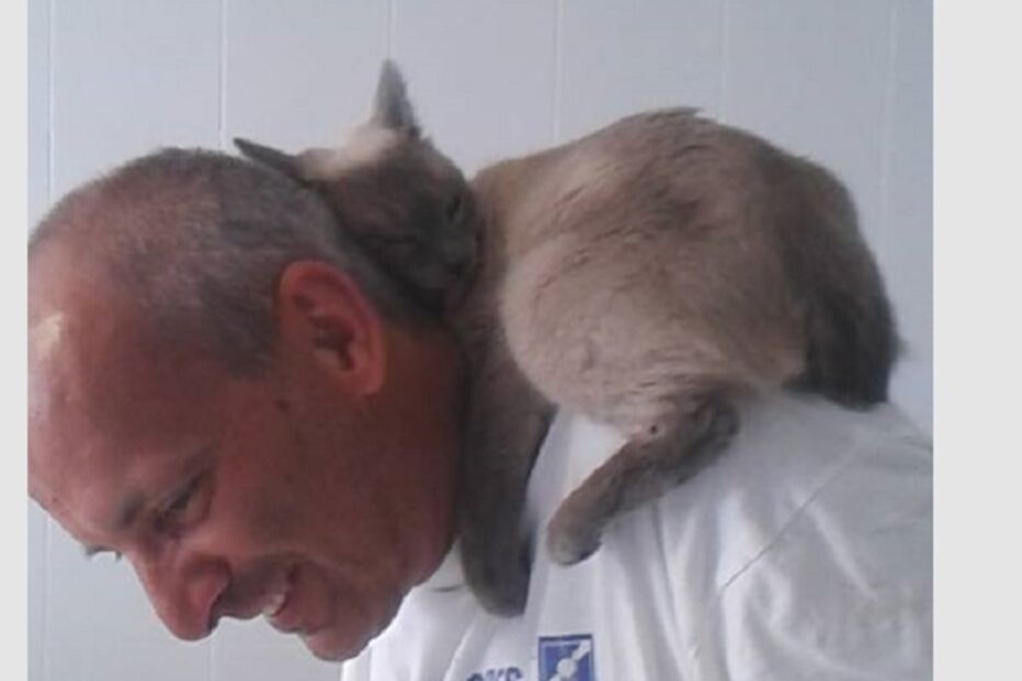 Hernani Peixoto, Flores, Açores, gatos, Gucci