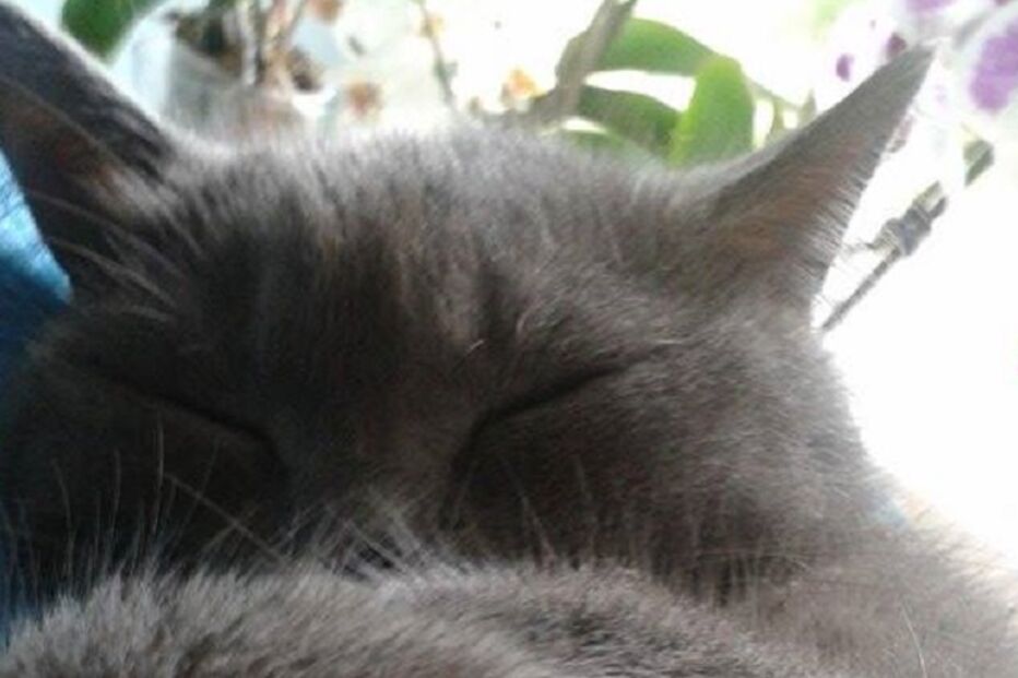 Thor, Peixoto, Flores, Açores, gatos