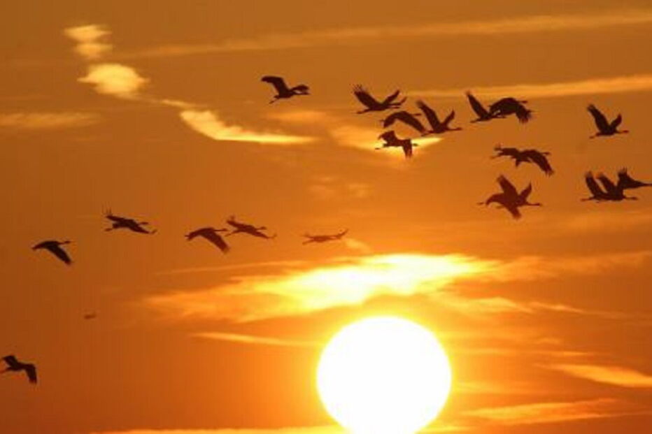 pássaros, aves, voar