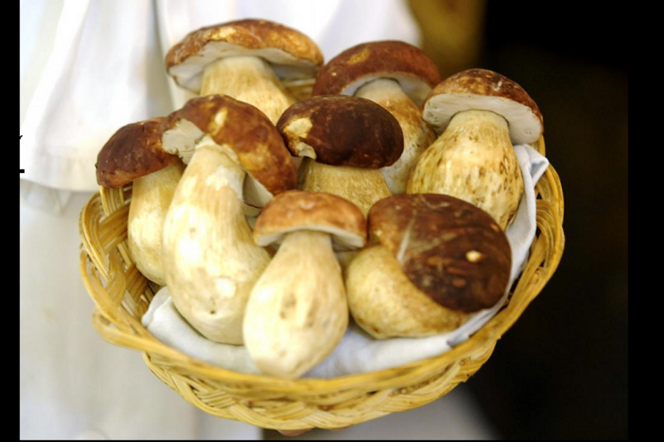 cogumelos, biológico, orgânico