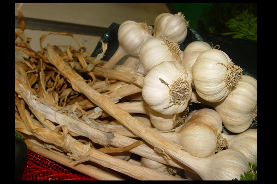 alho, biológico, orgânico