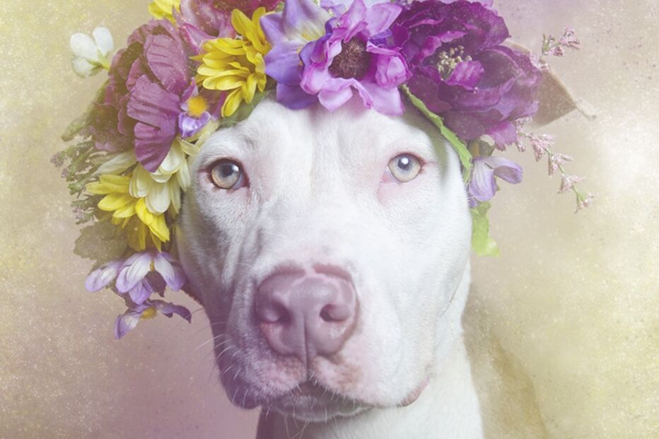 pitbull, flower power, sophie gamand
