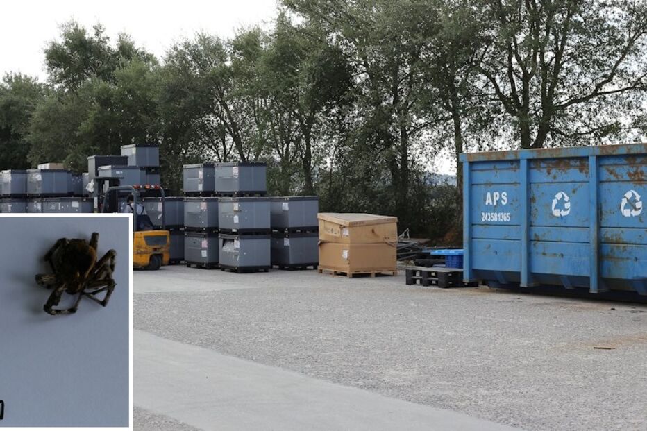 cascavel, fábrica, componentes, práticos