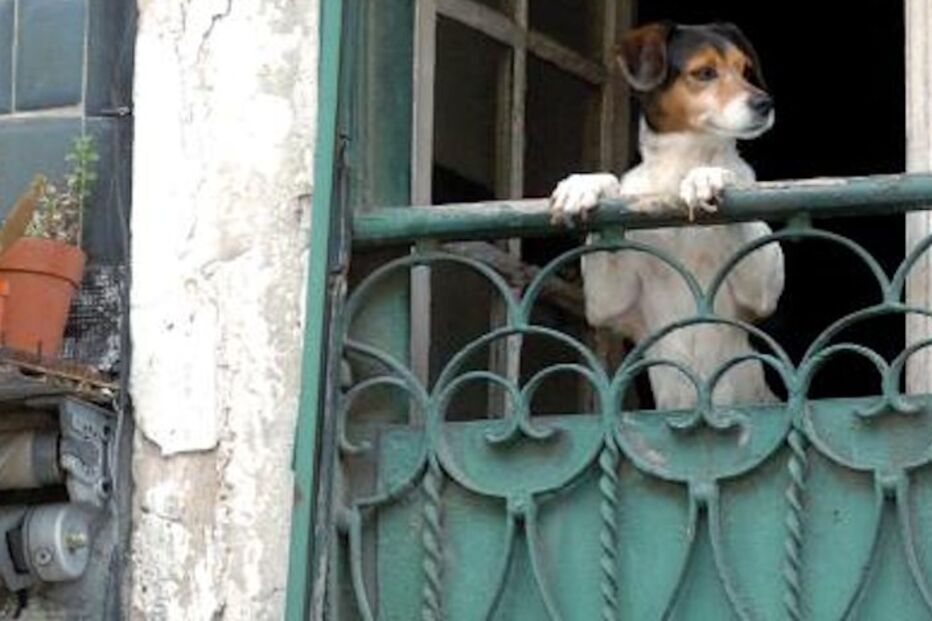 Lisboa, open house, portas