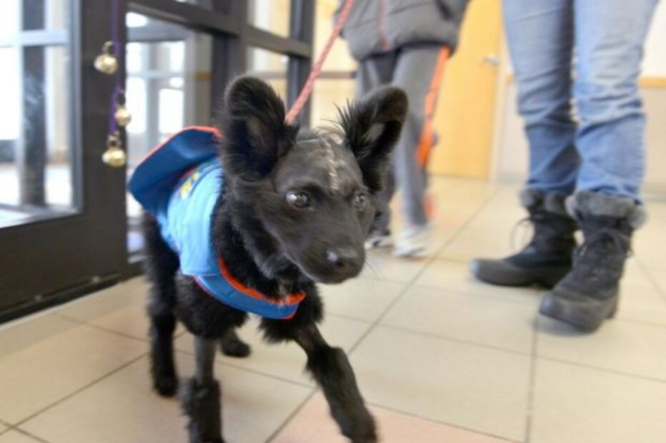 13-10-2014_01_27_58 14 leva um ano.jpg