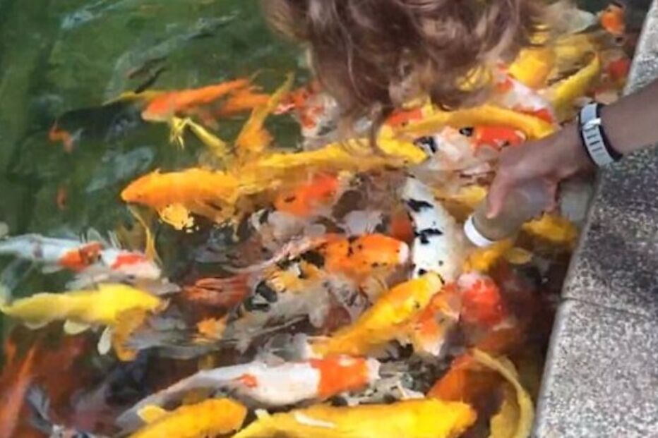 13-10-2014_01_56_02 32 ML carpas.jpg