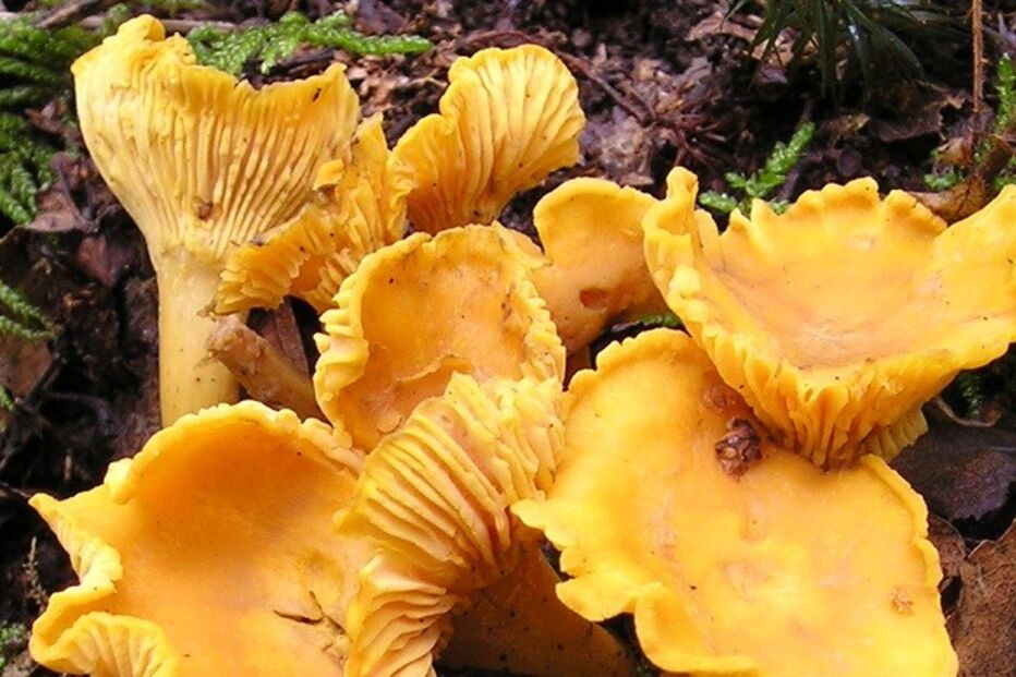 cogumelos, venenosos, comestíveis