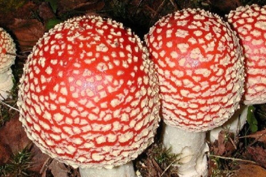 cogumelos, venenosos, comestíveis