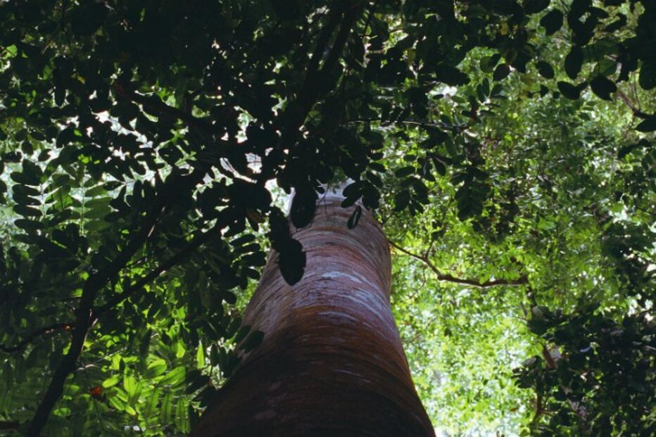 floresta, Tiago da Cunha Ferreira