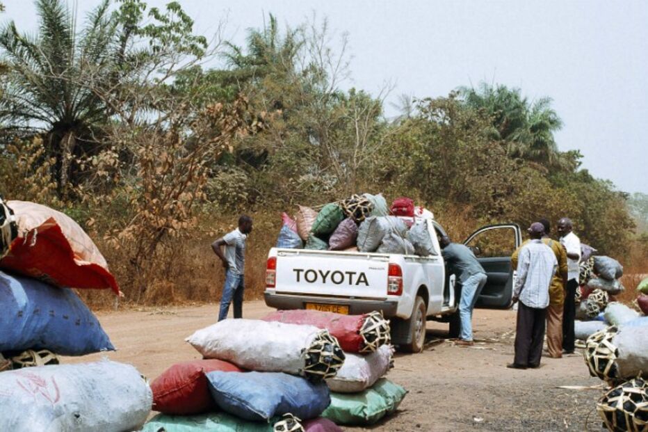 caju, carvão, floresta