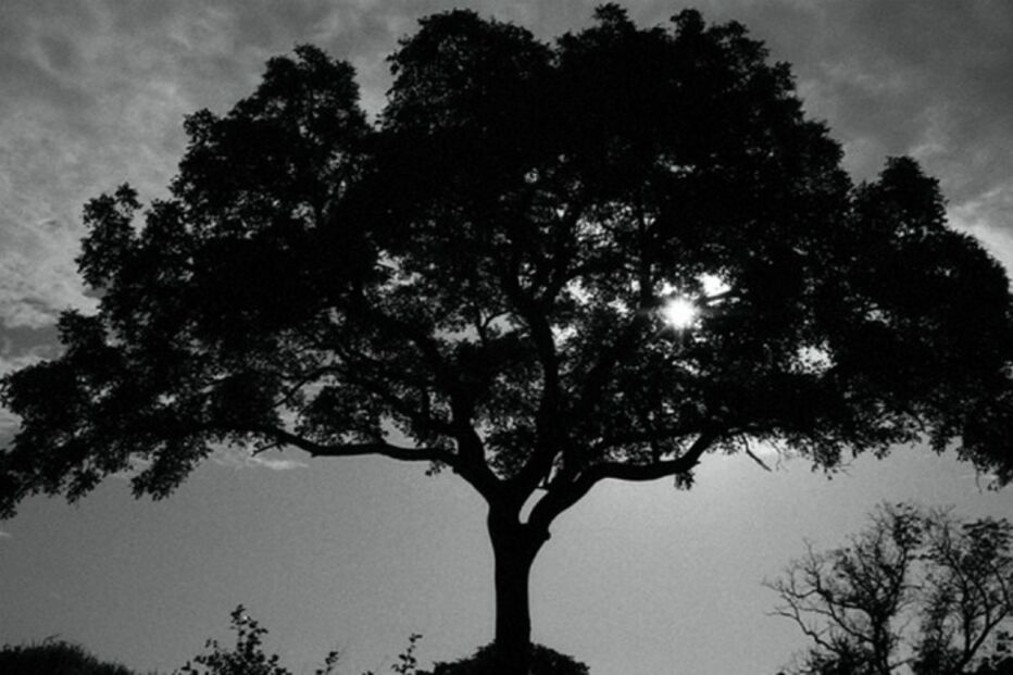 árvore, Ukama Wangu