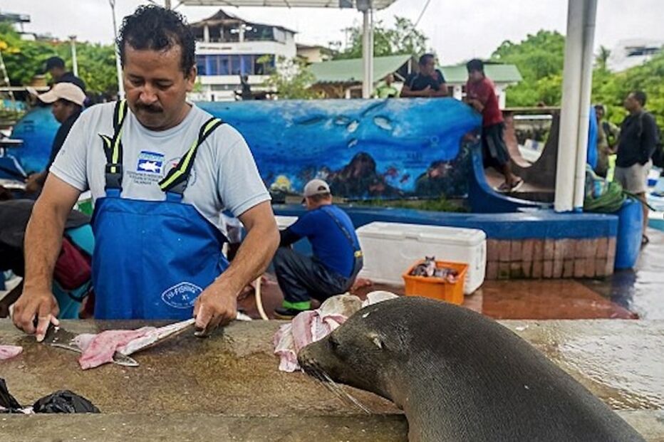 leão, marinho, vai, peixaria