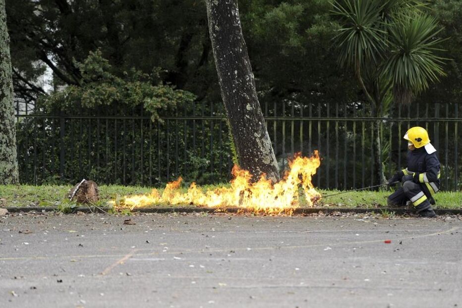 ninho, vespa asiática