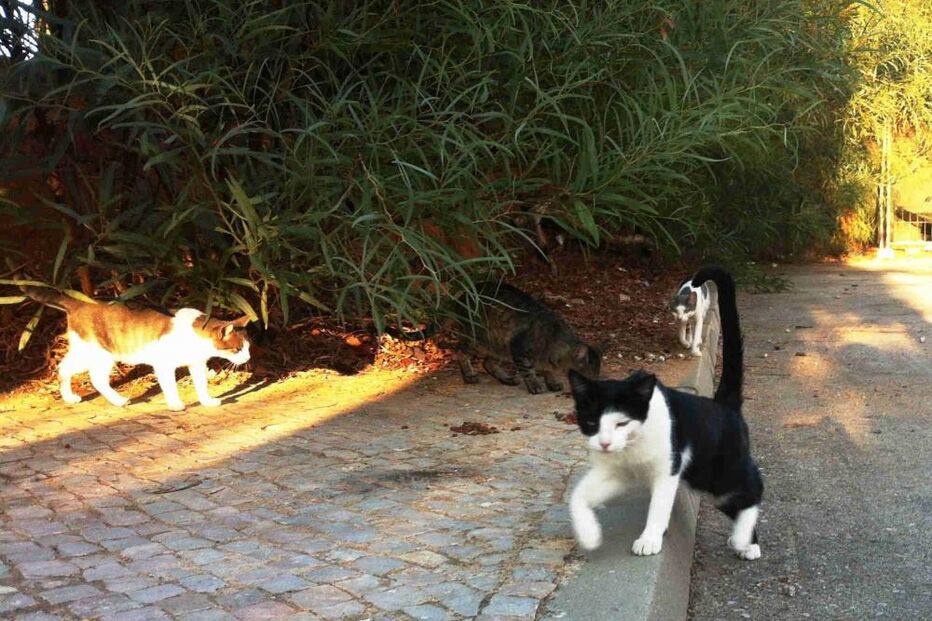 gatos, rua