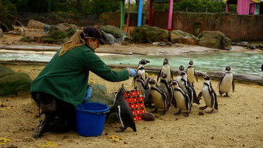 Pinguins têm Natal adiantado no zoo de Londres
