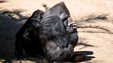 Nasceu mais um gorila no Zoo de Los Angeles. É o quinto este ano