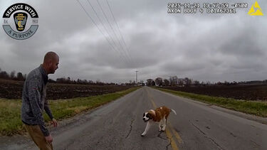 Polícia recupera cão encontrado a vaguear numa estrada em Ohio