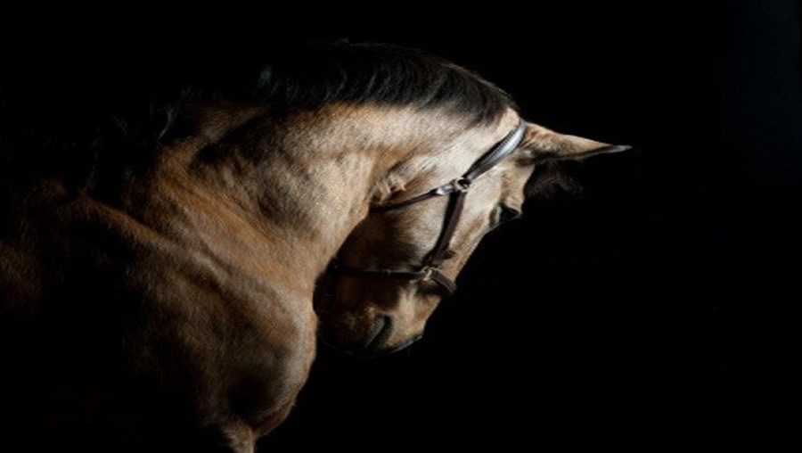 'Stop the Cruelty to Horses in Portugal' é o nome da petição eletrónica